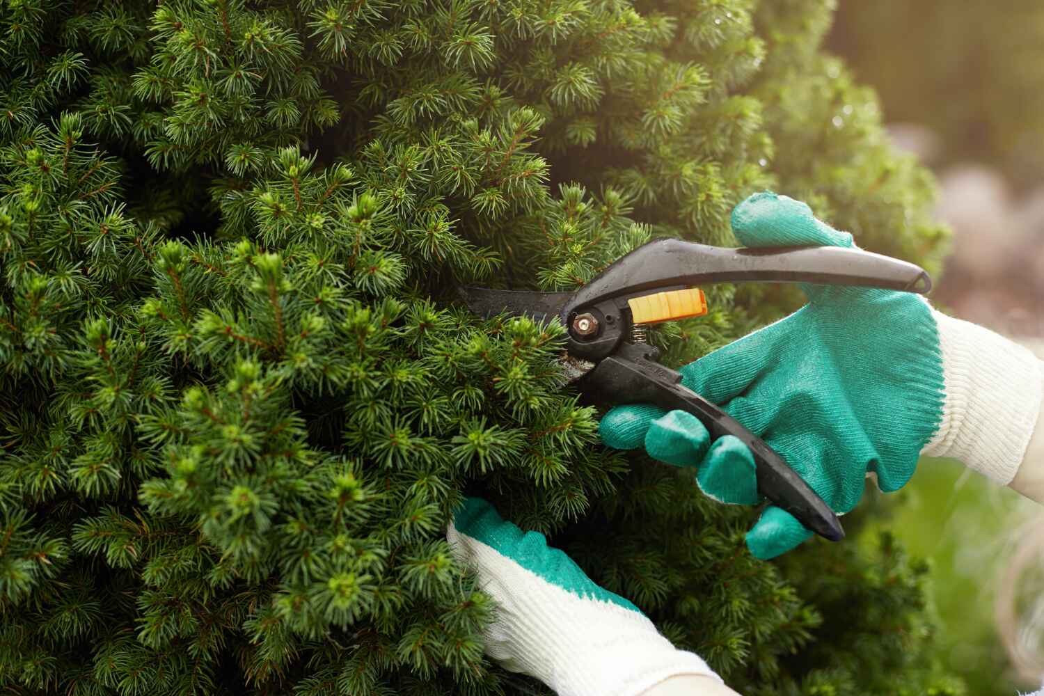 Best Commercial Tree Services  in , NY